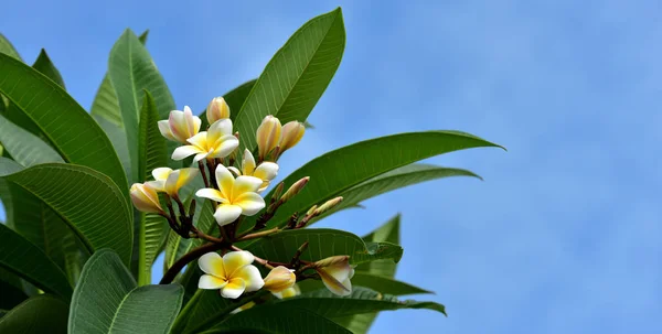 Colorful flowers.Group of flower.group of yellow white and pink flowers (Frangipani, Plumeria) Pink,White and yellow frangipani flowers with leaves in background.Plumeria flower blooming .