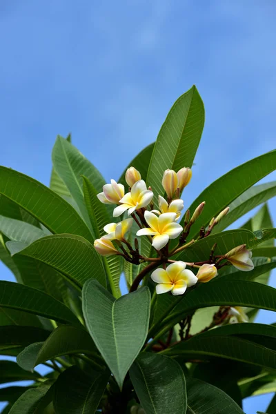 Colorful flowers.Group of flower.group of yellow white and pink flowers (Frangipani, Plumeria) White and yellow frangipani flowers with leaves in background.Plumeria flower blooming.