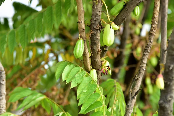Planta Fruta Tropical Árvore — Fotografia de Stock