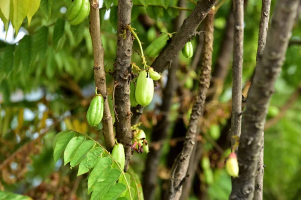 Ağaçta Tropikal Meyve Bitkisi — Stok fotoğraf
