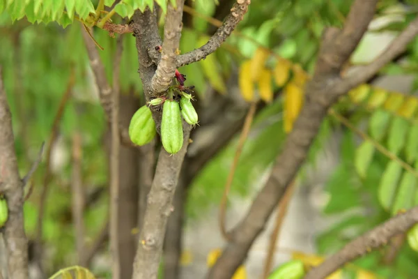 Planta Fruta Tropical Árvore — Fotografia de Stock