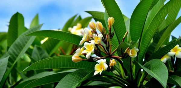 Colorful flowers.Group of flower.group of yellow white and pink flowers (Frangipani, Plumeria) Pink,White and yellow frangipani flowers with leaves in background.Plumeria flower blooming .