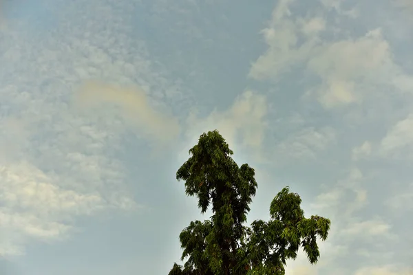 Зелене Дерево Фоні Неба — стокове фото