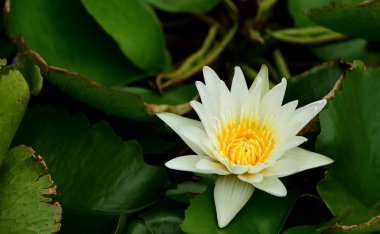 Mor ve sarı lotus çiçekleri arılar ile parlak bir günde güzel garden.white ve sarı lotus çiçekleri arılar ile .