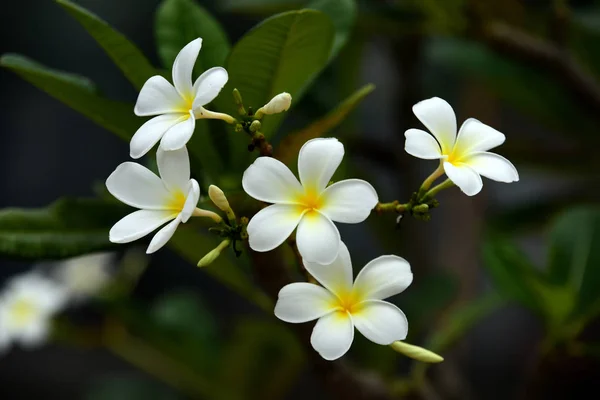 Colorful flowers.Group of flower.group of yellow white and pink flowers (Frangipani, Plumeria) White and yellow frangipani flowers with leaves in background.Plumeria flower blooming .