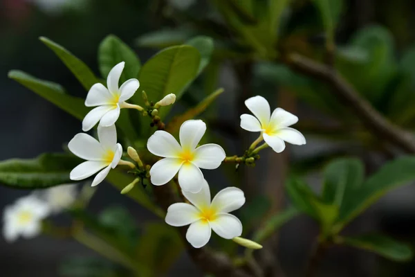 五颜六色的花朵 一组花 黄白色和粉红色的花朵组 白色和黄色的花叶在背景 鸡蛋花开花 — 图库照片