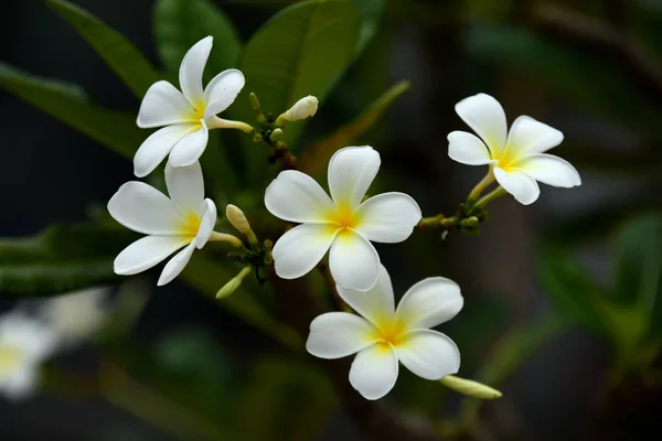 Colorful Flowers Group Flower Group Yellow White Pink Flowers Frangipani — Stock Photo, Image