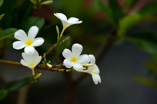 Colorful flowers.Group of flower.group of yellow white and pink flowers (Frangipani, Plumeria) White and yellow frangipani flowers with leaves in background.Plumeria flower blooming .