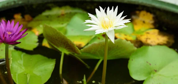 Purple and yellow lotus flowers with bees in a bright day in the beautiful garden.white and yellow lotus flowers with bees .