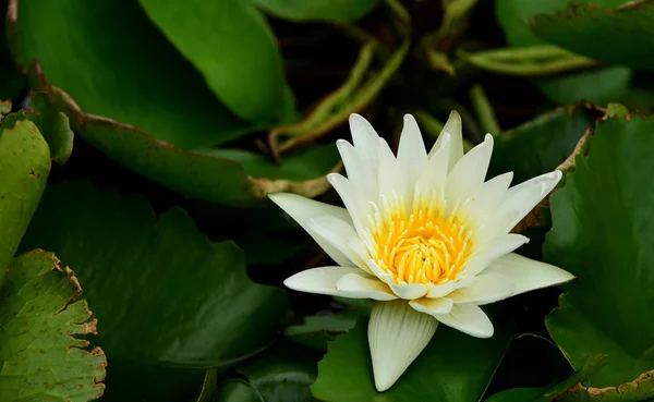 Lila Und Gelbe Lotusblumen Mit Bienen Einem Hellen Tag Schönen — Stockfoto