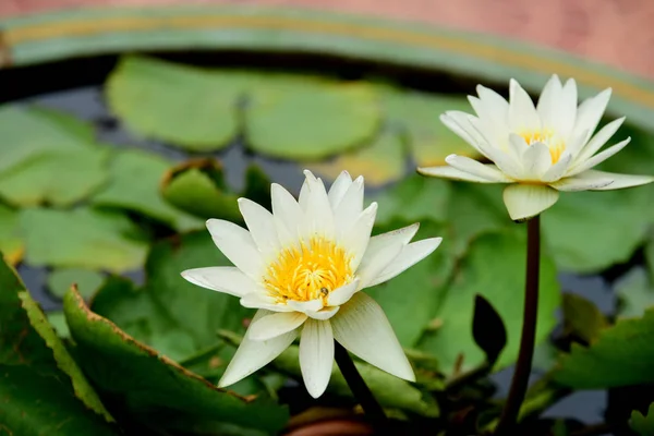 Lila Und Gelbe Lotusblumen Mit Bienen Einem Hellen Tag Schönen — Stockfoto