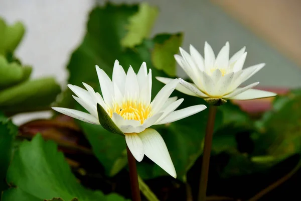 Purple and yellow lotus flowers with bees in a bright day in the beautiful garden.white and yellow lotus flowers with bees .