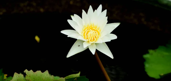 Flores Lótus Roxas Amarelas Com Abelhas Dia Brilhante Belo Jardim — Fotografia de Stock