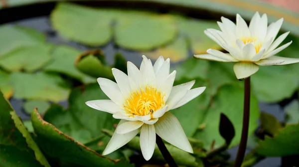 Purple and yellow lotus flowers with bees in a bright day in the beautiful garden.white and yellow lotus flowers with bees .