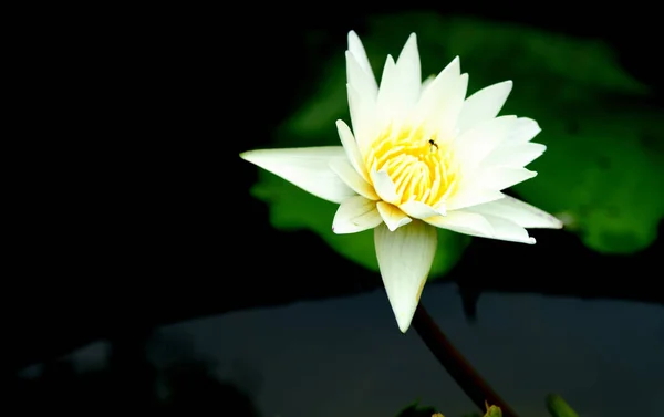 Fioletowy Żółty Lotos Kwiaty Pszczół Jasny Dzień Pięknym Garden White — Zdjęcie stockowe