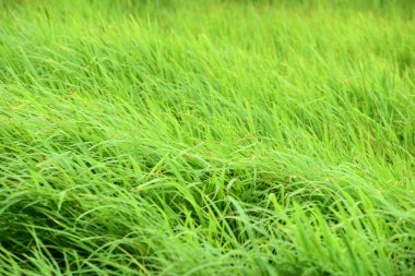 Rüzgar ile yeşil çayır güzel esiyor. Arka plan görüntüsü olarak kullanın.