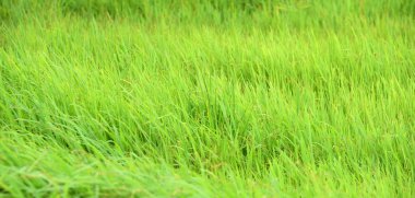 Rüzgar ile yeşil çayır güzel esiyor. Arka plan görüntüsü olarak kullanın.