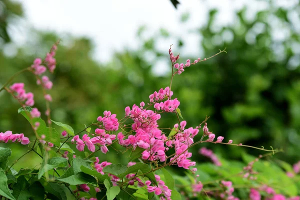 色とりどりの花 フランジパニ プルメリア 黄色白とピンクの花の Flower Group の白と黄色の背景の葉とプルメリアのお花 プルメリアの花が咲いています — ストック写真