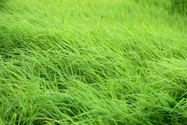 Groene Weide Met Wind Blaast Prachtig Gebruiken Als Achtergrondafbeelding — Stockfoto