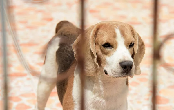 Ein Niedlicher Hund Der Hinter Einer Stahltür Gefangen Ist — Stockfoto