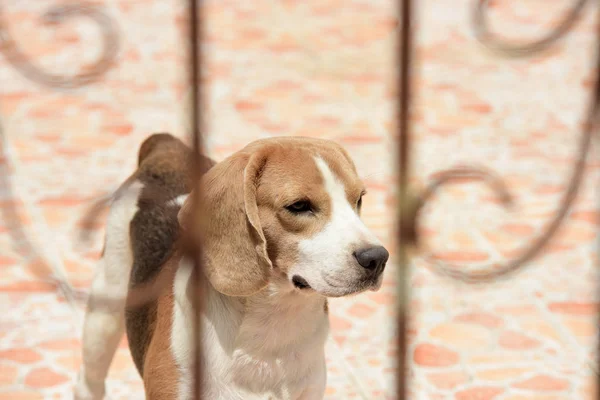 Cão Bonito Preso Atrás Uma Porta Aço Muitos Cães Bonitos — Fotografia de Stock