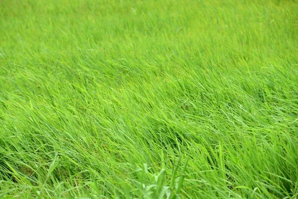 Grüne Wiese Mit Wind Weht Schön Verwendung Als Hintergrundbild — Stockfoto