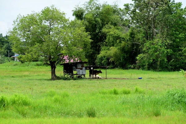 Pradera Verde Con Viento Sopla Maravillosamente Utilizar Como Imagen Fondo — Foto de Stock