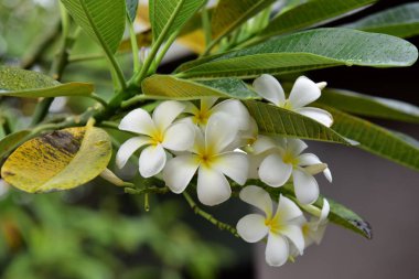 Bahçede egzotik beyaz çiçekler