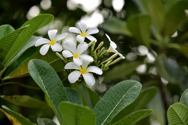 Fleurs Blanches Exotiques Dans Jardin — Photo