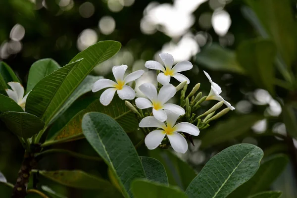 Exóticas Flores Blancas Jardín — Foto de Stock