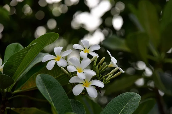 Flores Brancas Exóticas Jardim — Fotografia de Stock