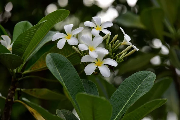 Exotické Bílé Květy Zahradě — Stock fotografie