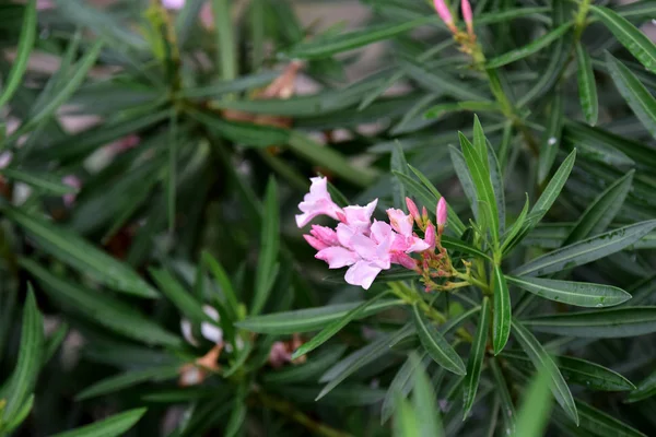 Exotische Roze Bloemen Tuin — Stockfoto