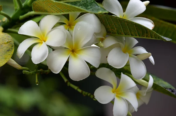 Exotiska Vita Blommor Trädgården — Stockfoto