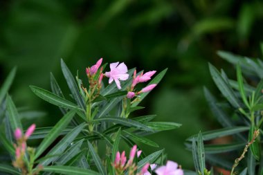 Bahçede egzotik pembe çiçekler