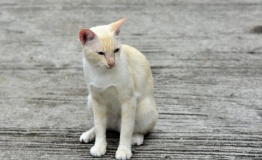 Cats içinde belgili tanımlık bahçe keşfetmek. İki kedi mutlulukla beton yola oynuyorlar.