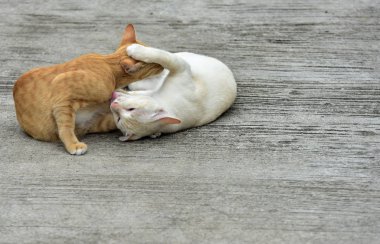 Cats içinde belgili tanımlık bahçe keşfetmek. İki kedi mutlulukla beton yola oynuyorlar.