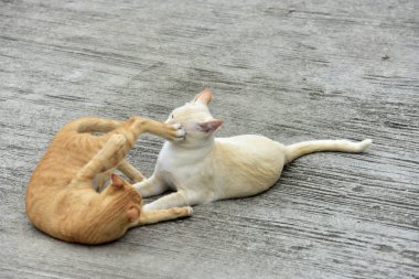 Genç kediler çevresi keşfetmek.