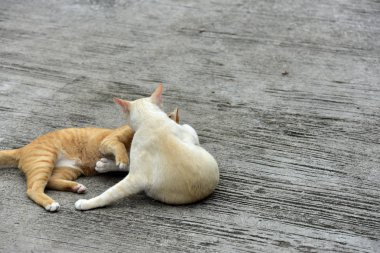 Cats içinde belgili tanımlık bahçe keşfetmek. İki kedi mutlulukla beton yola oynuyorlar.