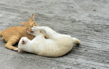 Cats içinde belgili tanımlık bahçe keşfetmek. İki kedi mutlulukla beton yola oynuyorlar.