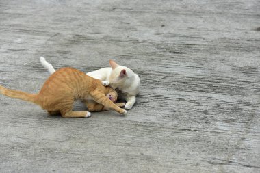 Cats içinde belgili tanımlık bahçe keşfetmek. İki kedi mutlulukla beton yola oynuyorlar.