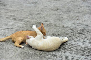 Cats içinde belgili tanımlık bahçe keşfetmek. İki kedi mutlulukla beton yola oynuyorlar.