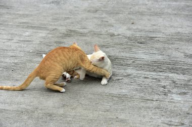 Cats içinde belgili tanımlık bahçe keşfetmek. İki kedi mutlulukla beton yola oynuyorlar.