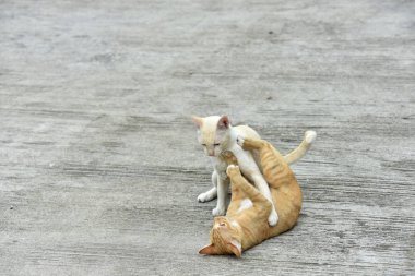Cats içinde belgili tanımlık bahçe keşfetmek. İki kedi mutlulukla beton yola oynuyorlar.