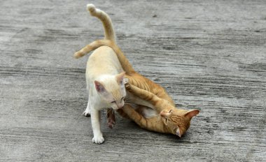 Cats içinde belgili tanımlık bahçe keşfetmek. İki kedi mutlulukla beton yola oynuyorlar.