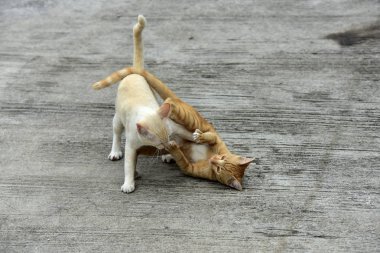Cats içinde belgili tanımlık bahçe keşfetmek. İki kedi mutlulukla beton yola oynuyorlar.