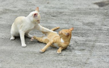 Cats içinde belgili tanımlık bahçe keşfetmek. İki kedi mutlulukla beton yola oynuyorlar.