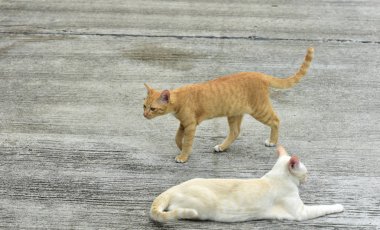 Cats içinde belgili tanımlık bahçe keşfetmek. İki kedi mutlulukla beton yola oynuyorlar.
