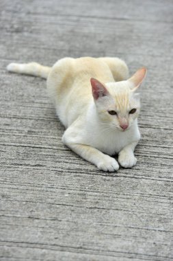 Cats içinde belgili tanımlık bahçe keşfetmek. İki kedi mutlulukla beton yola oynuyorlar.