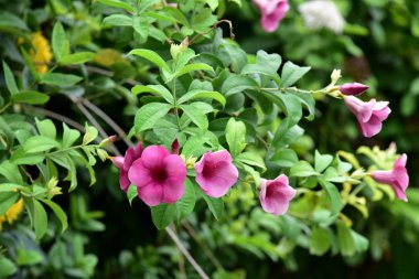 Renkli çiçekler ağaçlar ve yaprakları. Doğada çok güzel güzel gökyüzü ile. Pembe, beyaz ve sarı arka planda yaprakları ile frangipani çiçekler.